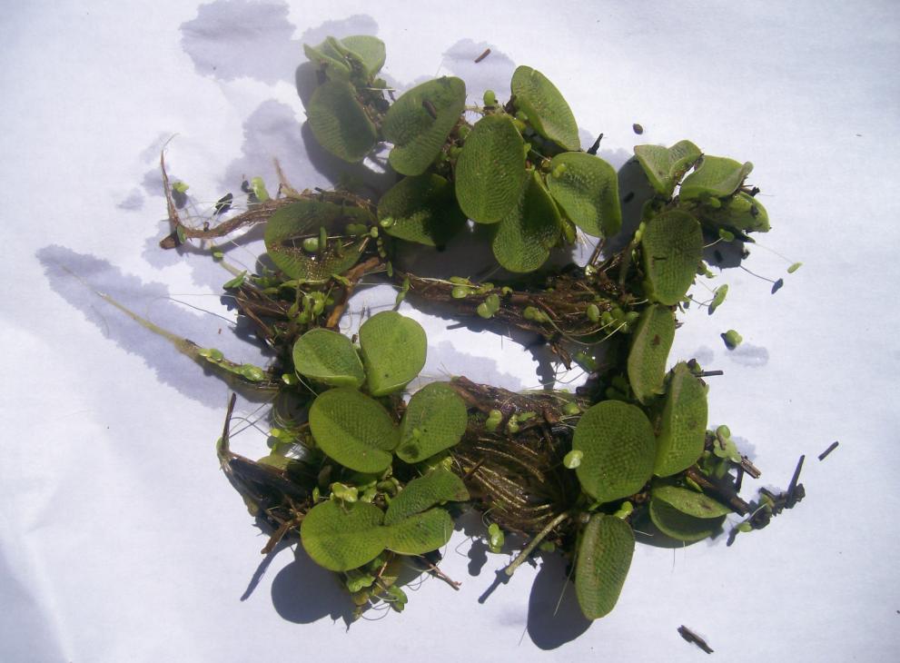 salvinia